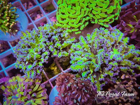 Branching Frogspawn Coral Frags - Buy Online!