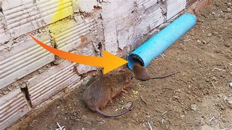 Awesome Quick PVC Rat Trap - Rat Trap In Action | Rat traps, Homemade ...