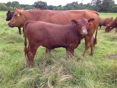 10 Best Grass-Fed, Grass-Finished Cattle Breeds – Brainz