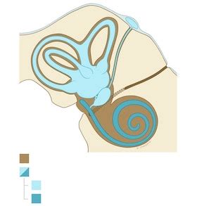 Membranous labyrinth - e-Anatomy - IMAIOS