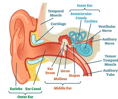 Diagram of the anatomy of the ear | Inner ear diagram, Human ear, Ear ...