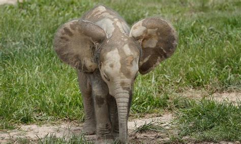 A baby gorilla and multiple elephant calves make their debut in Dzanga ...