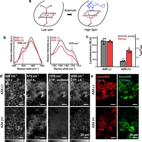 Detection of CYP inhibition after azamulin (AZA) treatment a Schematic ...