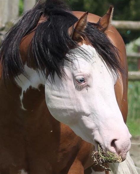 Gorgeous bald face 💯 💕 | Pretty horses, Horse painting, Beautiful horses