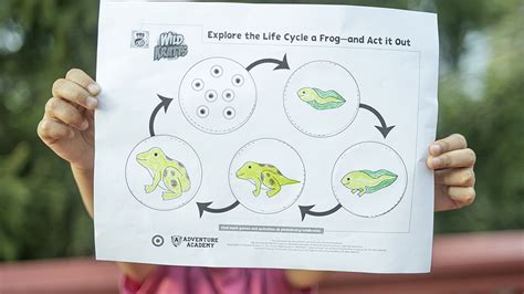 Explore the Life Cycle of a Frog — and Act it… | PBS KIDS for Parents