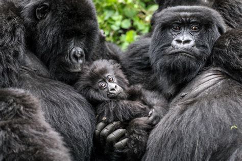 Video: Lots of gorillas, and luckily not much mist! - Africa Geographic