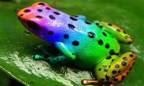 Frogs, Black pattern and Rainbows on Pinterest