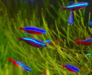 Cardinal Tetra Tank Mates: 7 Compatible Tank Mates For Cardinal Tetras