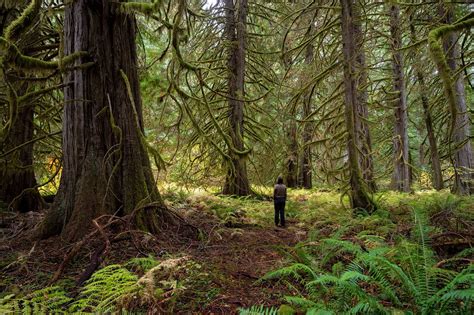 In the Northwest and beyond, mature and old-growth trees remain under ...