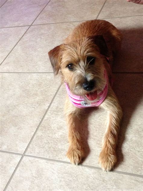 Lola, our sweet Border Terrier mix | Border terrier, Terrier mix, Terrier