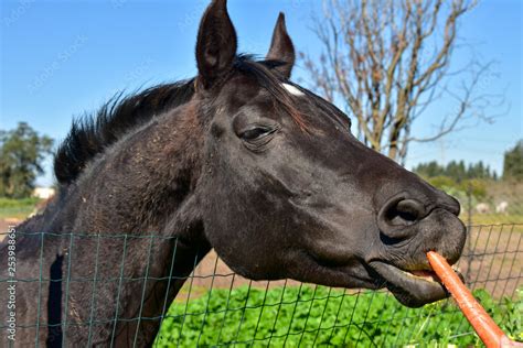 Portrait of horse. A bay horse is eating a carrot. Carrot delicacy for ...