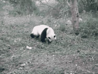 Animated Gif Panda