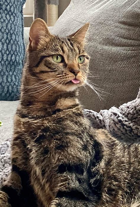 Blep Cats Who Forgot To Put Their Tongue Away