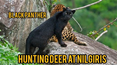 Black panther hunting video |#ooty #black panther #nilgiris #hunting # ...