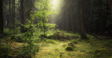 20 Perfect 4k desktop wallpaper forest You Can Save It Without A Penny ...