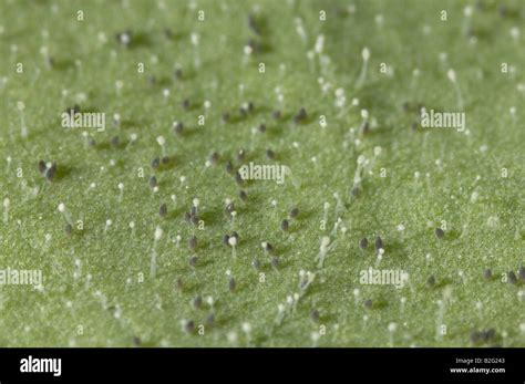 Greenhouse Whitefly eggs Stock Photo - Alamy