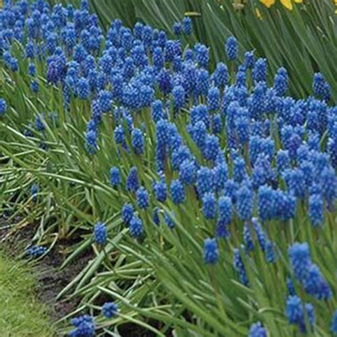 9 of the Best Grape Hyacinth Varieties for the Garden | Gardener’s Path