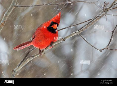 northern cardinal in winter Stock Photo - Alamy