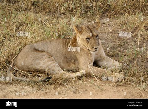 lion safari kenya south africa Stock Photo - Alamy