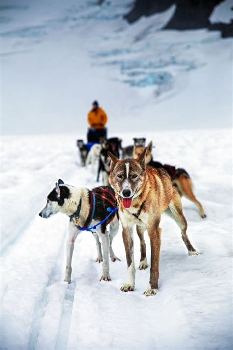 Where to Go Dog Sledding in Alaska | Celebrity Cruises