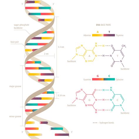 Double Helix - The Definitive Guide | Biology Dictionary