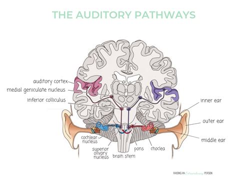 The Auditory System - Sensory Processing Explained