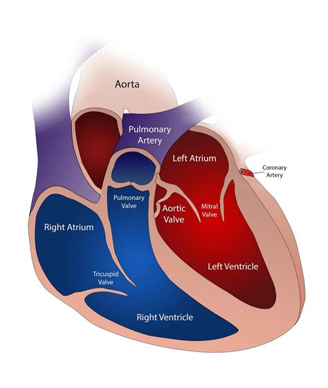 Repair of tricuspid valve leak during mitral valve surgery may benefit ...