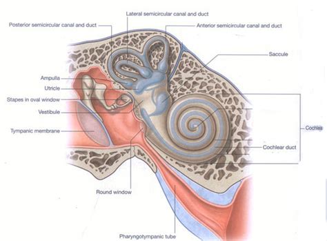 Ear Muscles Diagram - Blogger Lagi