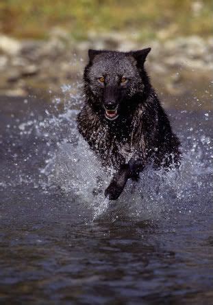 Running Wolf | Black wolf, Wolf dog, Beautiful wolves