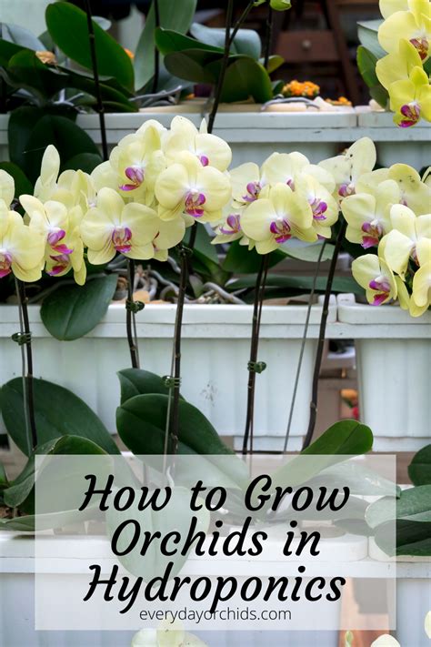 How to Grow Orchids in Hydroponics or Aquaponics | Growing orchids ...