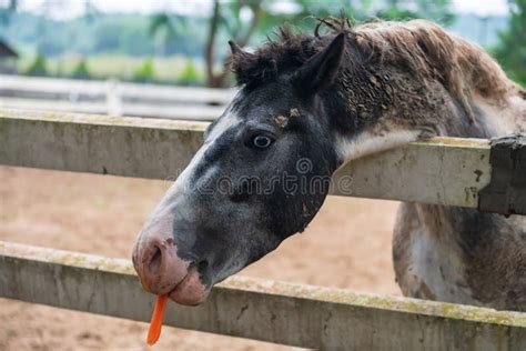 Gray Horse Eating Carrot in Wooden Paddock Stock Photo - Image of ...