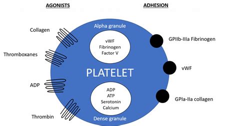 Platelets - Function - Aggregation - Adhesion - TeachMePhysiology