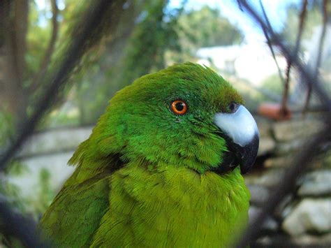 Antipodes Island parakeet, Te Anau Wildlife Centre | Flickr