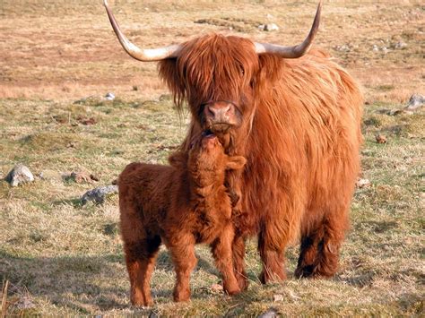 Love. Scottish Animals, Scottish Highland Cow, Highland Cattle ...