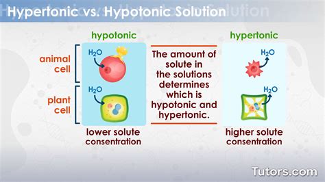 Hypotonic Solution | Definition, Uses, & Examples (Cells)