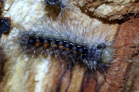 Download free photo of Caterpillar,worm,hairy,insect,hair - from ...