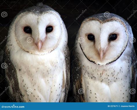 Animal - barn owl stock image. Image of detail, feather - 227671