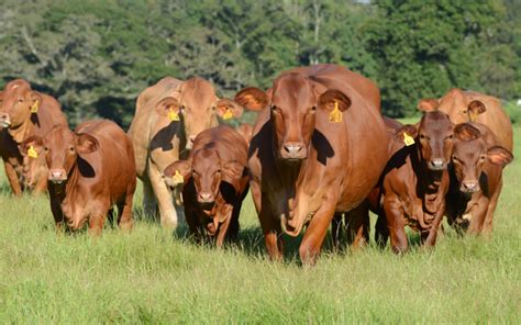 10 Best Grass-Fed, Grass-Finished Cattle Breeds – Brainz