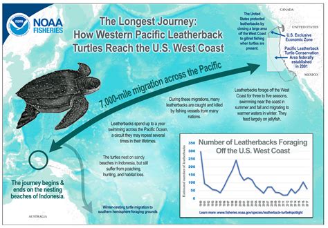 Celebrating the People and Partnerships Saving Pacific Leatherback Sea ...