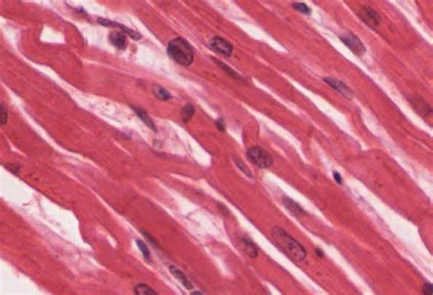 13.8: Cardiac Muscle Tissue - Biology LibreTexts