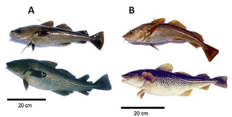 Experts propose new Atlantic cod stock structure to inform fisheries ...