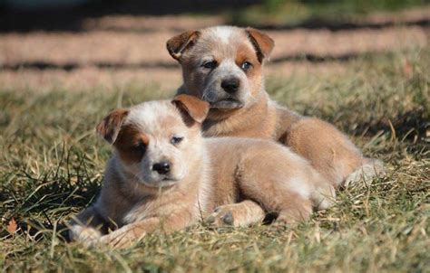 Blue Australian Cattle Dog Puppies For Sale - The Complete Guide To ...