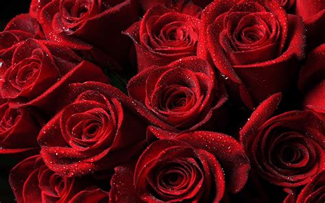 Flowers Beautiful Dark Red Roses With Drops Water Wallpaper Widescreen ...