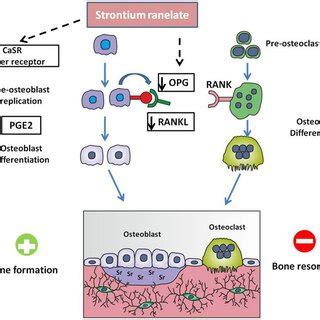 Application of Strontium nanoparticles in various fields | Download ...