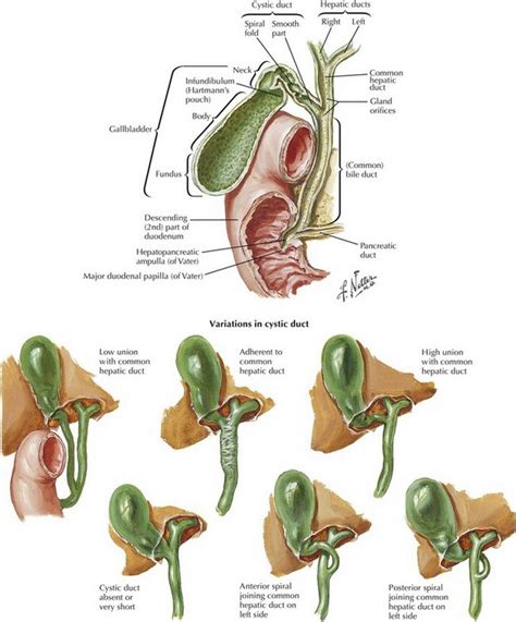 Common Bile Duct Surgery and Choledochoduodenostomy | Basicmedical Key