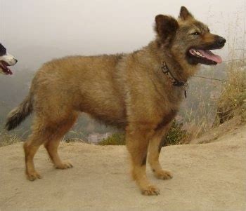 Coydog Information and Pictures