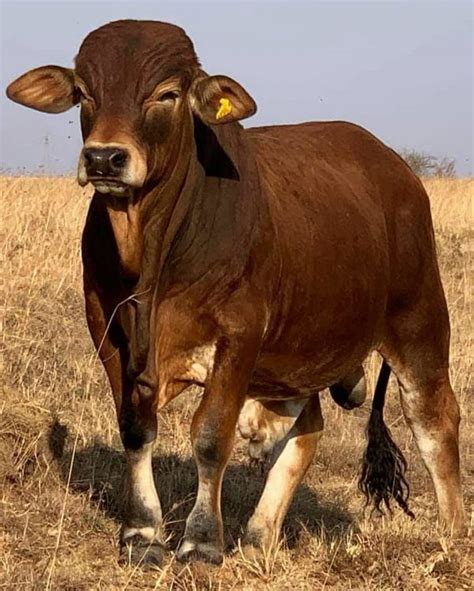 Boran Cattle – Ntiwane Livestock Farm