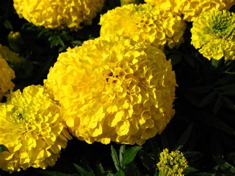 Marigold Marie Helen Flower Seeds Garden Mexican marigold | Etsy