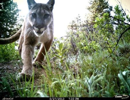 Two mountain lion sightings reported in Westminster Monday – The Denver ...