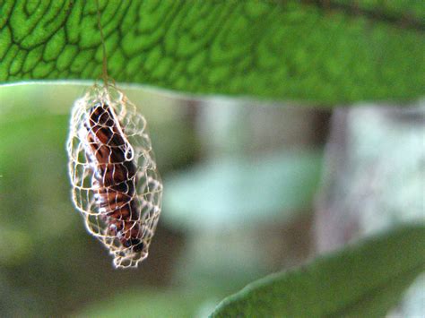 Insect butterfly cocoon by juvieira on DeviantArt